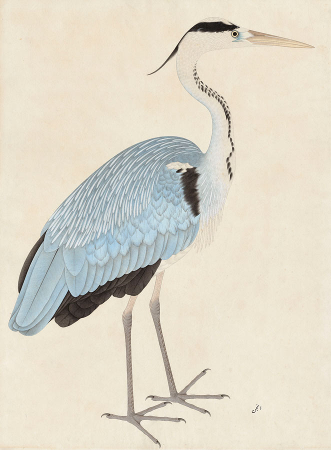 Forge-Lynch Grey-heron