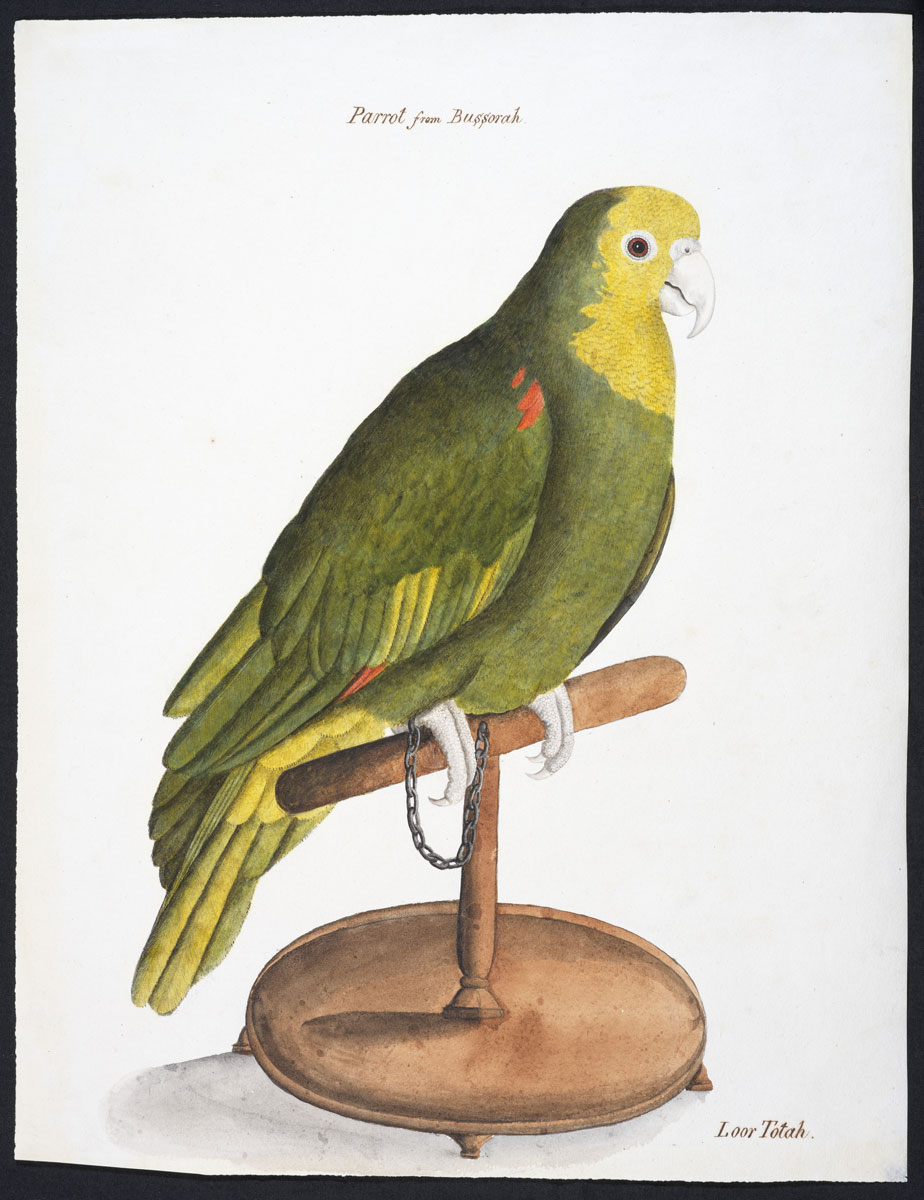 Galloway_Parrot 