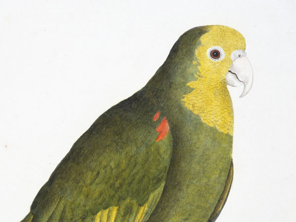 Galloway_Parrot